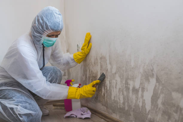 Best Industrial Mold Remediation in Wellsburg, WV