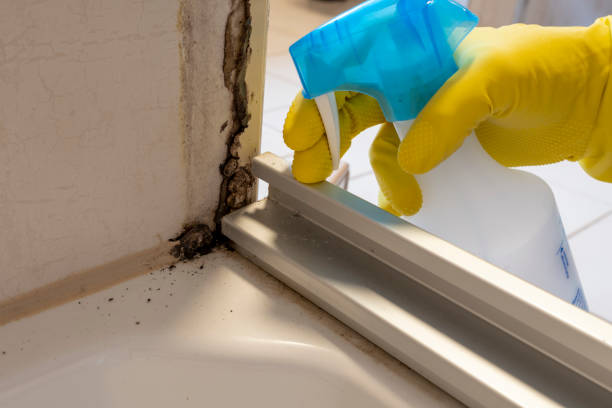 Best Bathroom Mold Remediation in Wellsburg, WV