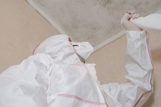Best Health and Safety Mold Remediation in Wellsburg, WV