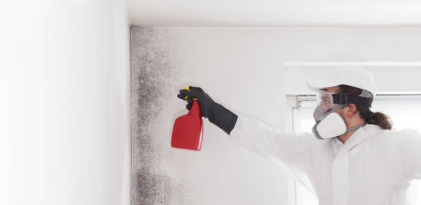 Best Post-Remediation Services in Wellsburg, WV