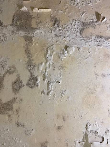 Best Attic Mold Remediation in Wellsburg, WV
