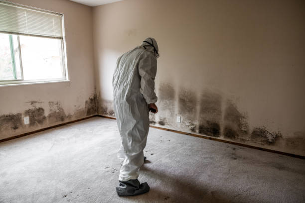 Best Residential Mold Remediation in Wellsburg, WV