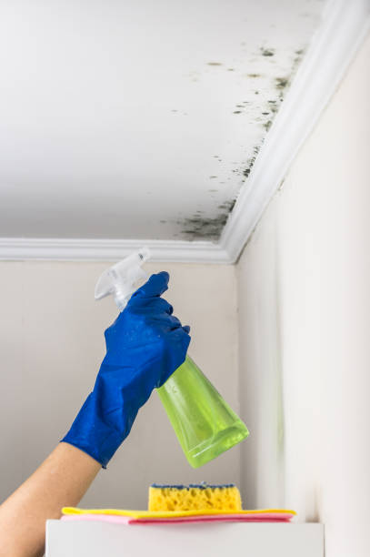 Best Mold Remediation for Schools in Wellsburg, WV
