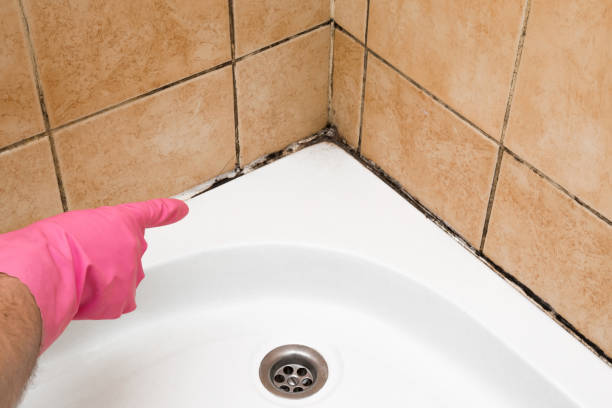 Best Crawl Space Mold Remediation in Wellsburg, WV